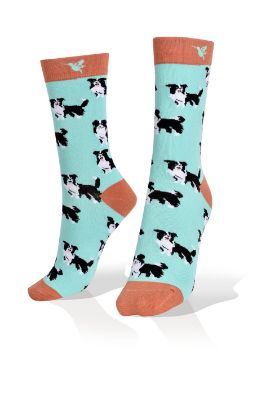 Picture of Australian Shepherd Dogs on Blue Socks